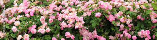 Panorama with a decorative decorative flower bed of beautiful roses. Texture for landscape designers. Nice view of the botanical garden