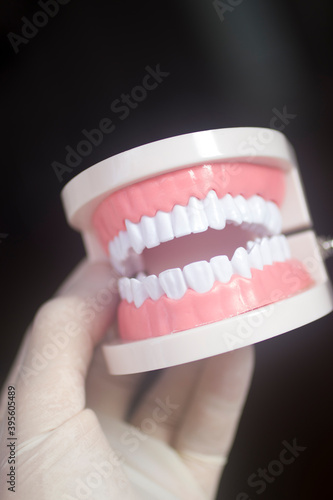 Dental white teeth model