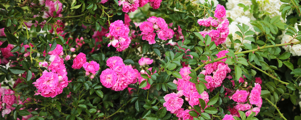 Texture for landscape designers. Panorama of roses after the morning dew. Nice view of the botanical garden Texture for landscape designers. Panorama of roses after the morning dew. Nice view of the botanical garden