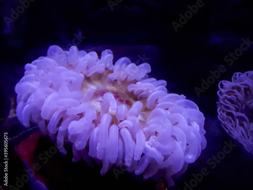 Large Pink Sea Anemone Underwater
