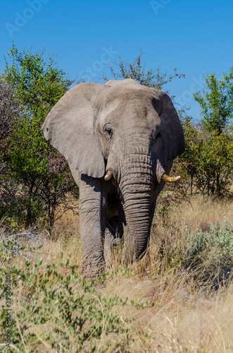 Ein Elefant in der freien Wildbahn von Namibia