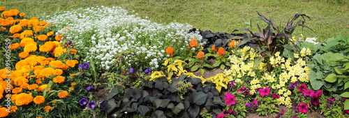 Texture for landscape designers. A panorama of a flower bed with orange carnations, purple buttercups, white marigolds pleasing to our eyes. Nice view of the botanical garden