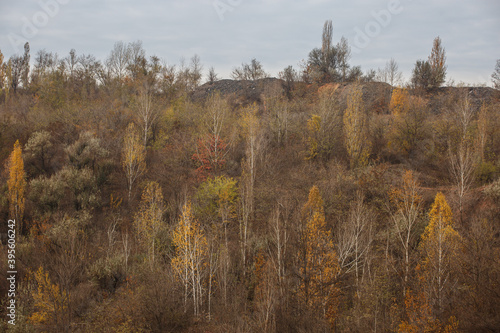 The hillside with trees in autumn in cloudy weather