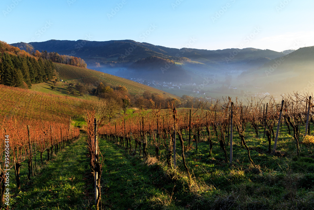 Vineyard in the Glottertal (name of the valley) in the Black forest at sunset, Germany