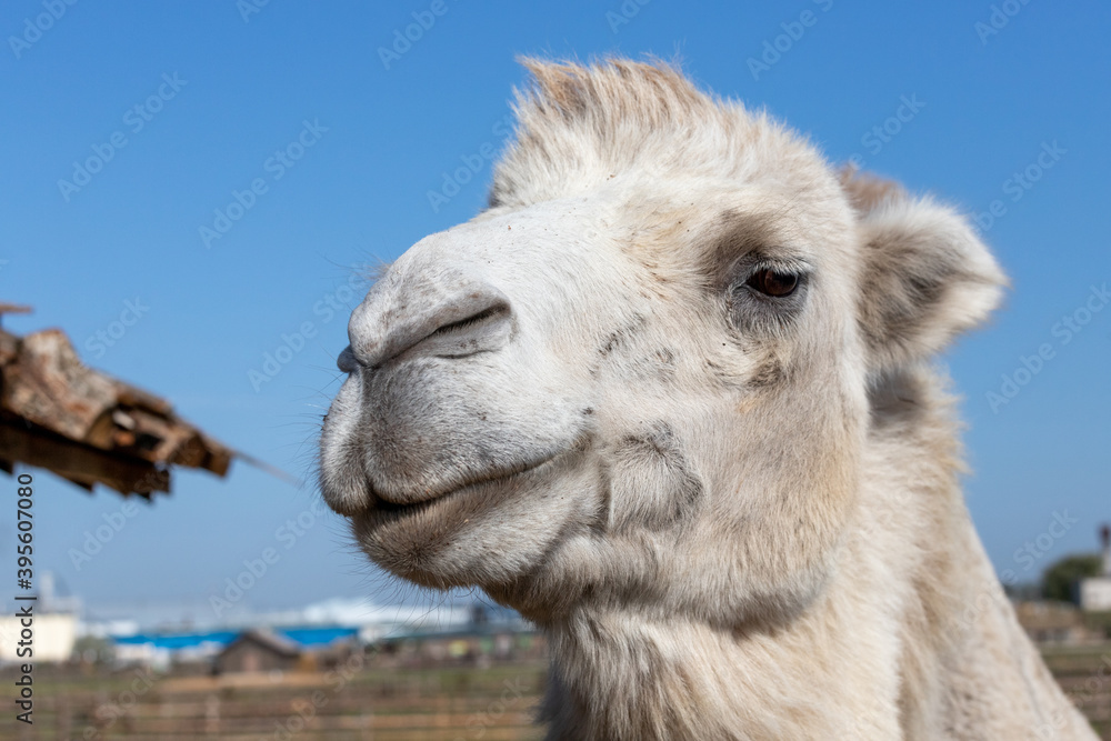 portrait of a camel