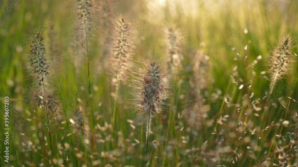 Gräser auf einer Wiese Gräser auf einer Wiese