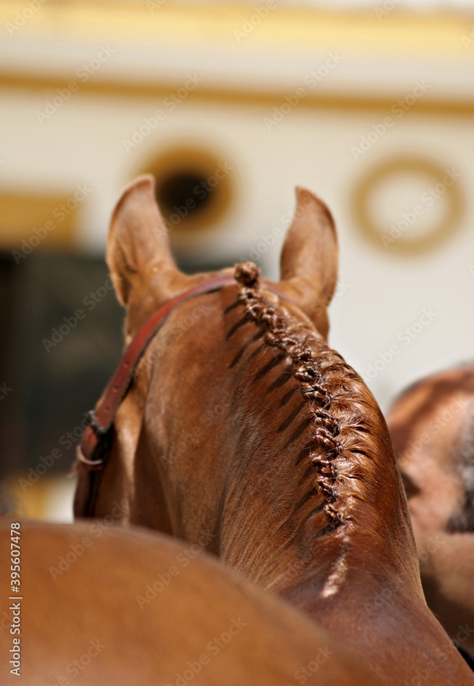 Traditional equine braids for Doma Vaquera