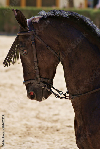 Face portrait of a black crossbred horse in Doma Vaquera in Spain