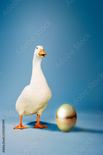 Goose Standing By Golden Egg photo