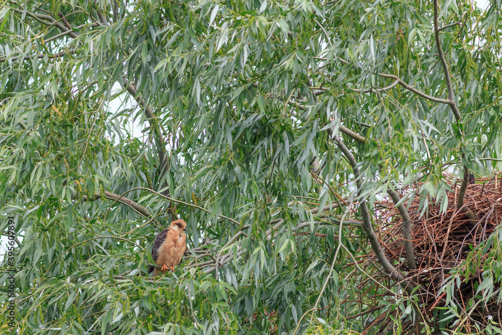 female red footed falcon (falco vespertinus) female red footed falcon (falco vespertinus)