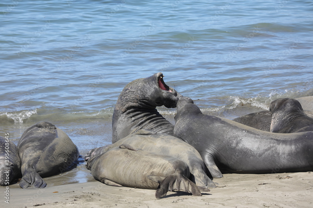 Fototapeta premium Robben / See-Elefanten an der Küstenstraße (USA / San Simeon) 