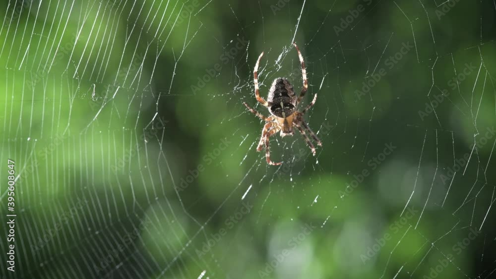 Spider on spider web on blurred green trees background. Macro insect video Spider on spider web on blurred green trees background. Macro insect video