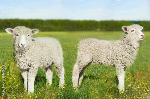 Lambs In Field