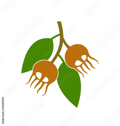Cuadro en lienzo Medlar logo. Isolated medlar on white background