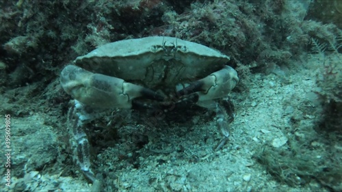 Big Crab 