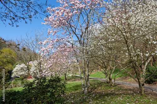Path and magnolia trees with pink and white flowers in a park