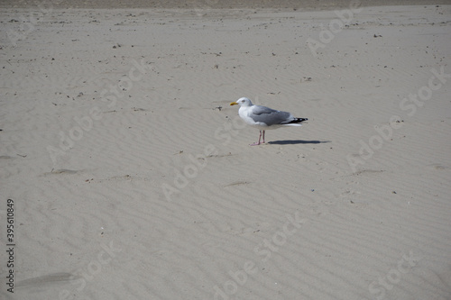 a seagull on the beach in summer
