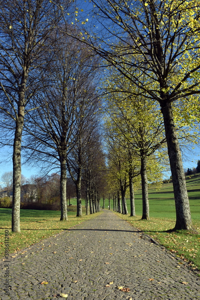 Baumallee in Kirchzarten im Herbst