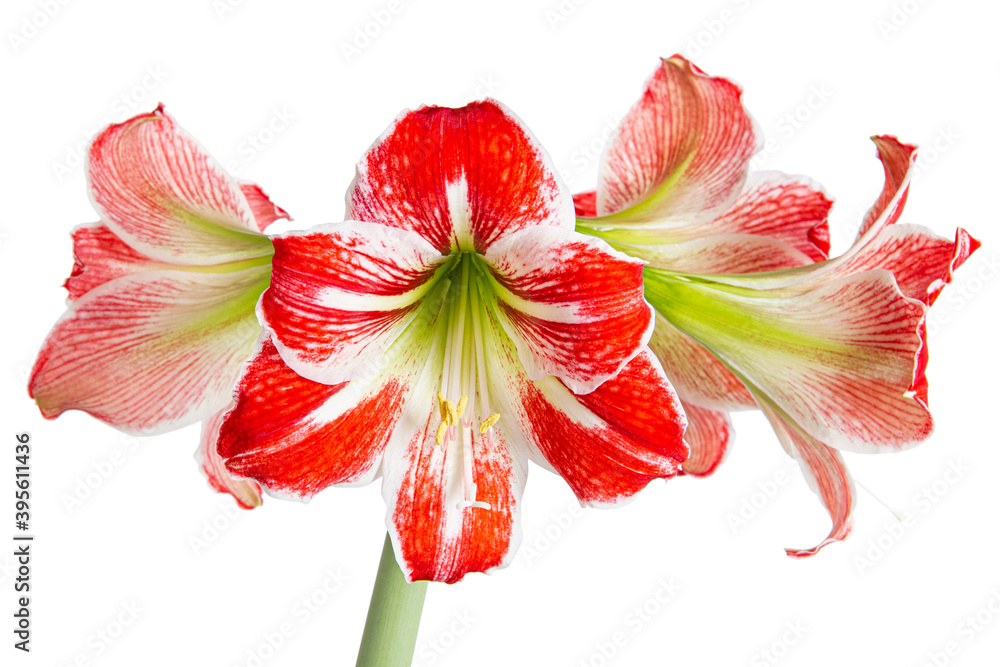 Hippeastrum or Amaryllis flowers, pink amaryllis flowers, isolated on white background