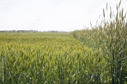 Green wheat in the field, almost ripe