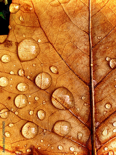 leaf with water drops