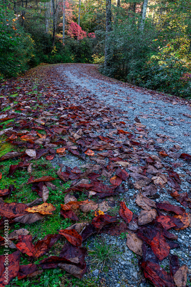 Colorful leaves line a stone, gravel road in autumn