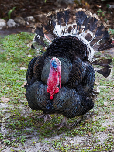 Dark colored tom Turkey showing off its mating feathers