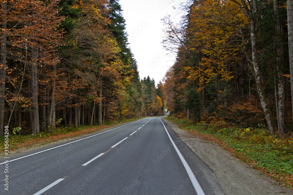 Fototapeta premium road in autumn forest
