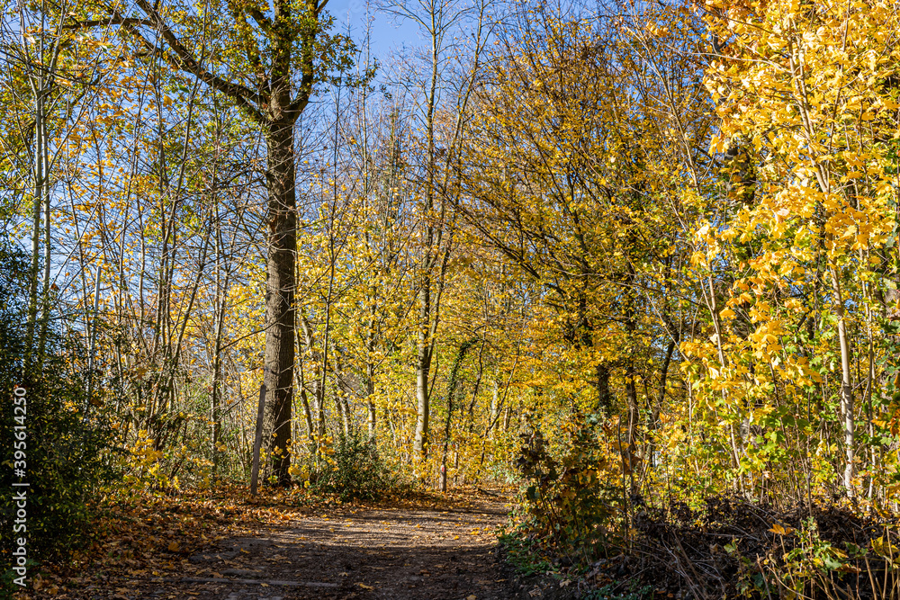 Naklejka premium Dirt road between autumn trees, leafless and with yellowish leaves, dry fallen leaves on the ground, sunny autumn day with a blue sky in South Limburg, the Netherlands