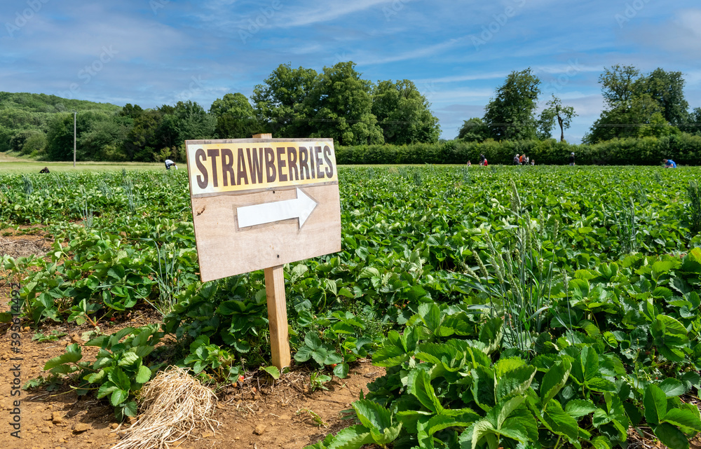 Wooden sign with the word strawberries and a white arrow pointing to the field with some people picking them up.