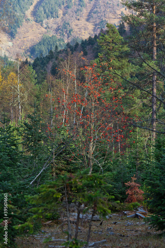 autumn in the mountains