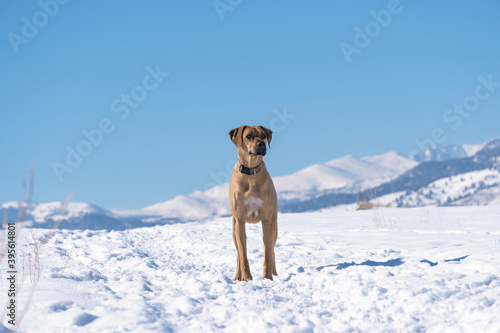 Rhodesian Ridgeback dog in a winter landscape