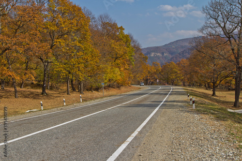 road in autumn forest