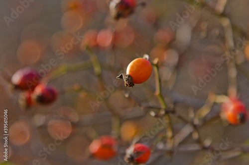red rowan berries