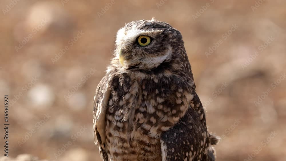Cute Burrowing Owl looking out from his borrow Cute Burrowing Owl looking out from his borrow