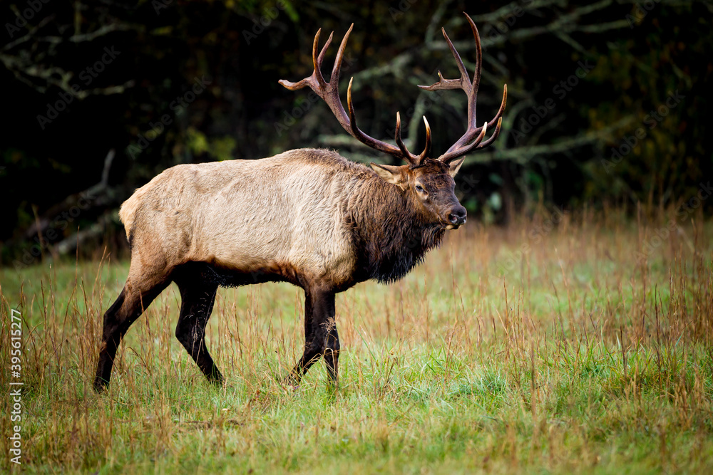 Huge male elk with large horns. Huge male elk with large horns.