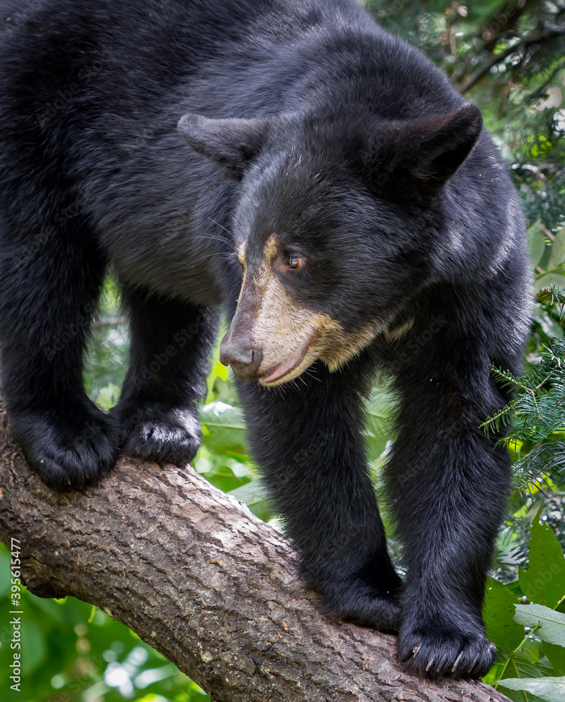 Large black bear watches for danger from a tree branch above. Large black bear watches for danger from a tree branch above.
