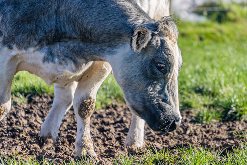 Fototapeta Naklejka Na Ścianę i Meble -  Closeup of the head and part of the body of a dairy cow with grayish white fur and black spots grazing on green grass with a blurred background, sunny day in South Limburg, Netherlands