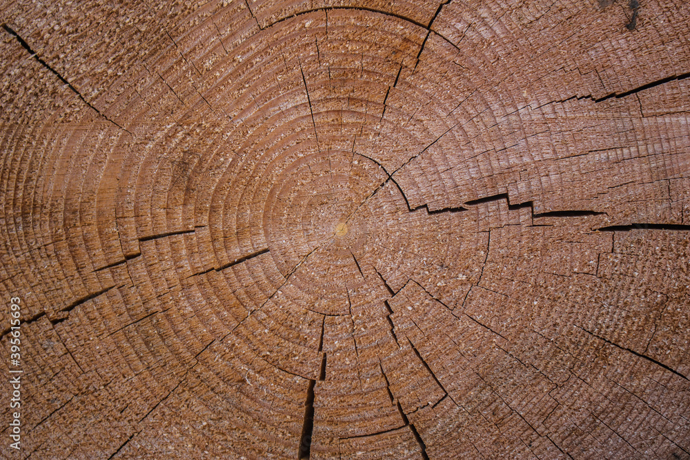 Fototapeta premium Holzstämme
