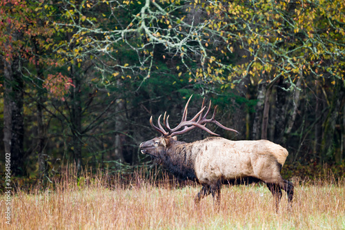 Male buck elk bugling with head raised in meadowv.