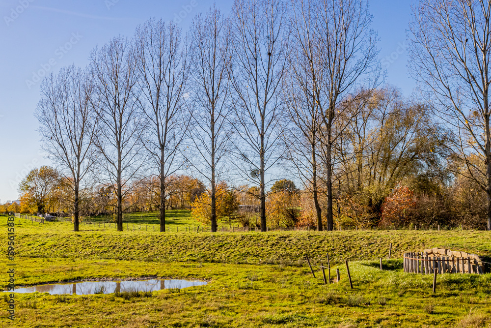 Dutch countryside with agricultural farms with green grass between fences of wooden posts and wire, group of bare trees, a puddle with rainwater, sunny autumn day in South Limburg, Netherlands