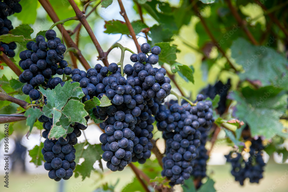close up of dark wine grapes hanging on a grapevines