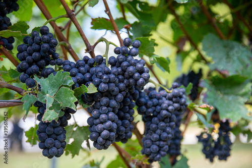 close up of dark wine grapes hanging on a grapevines