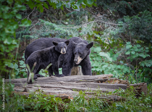 Mother bear with her cub in the woods.