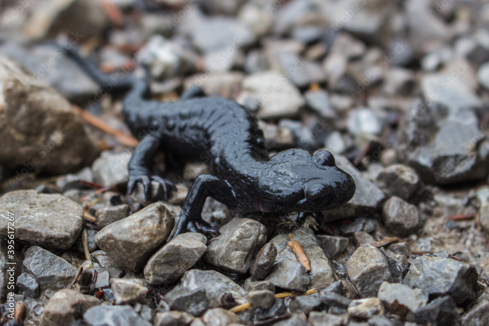 Alpensalamander Alpensalamander