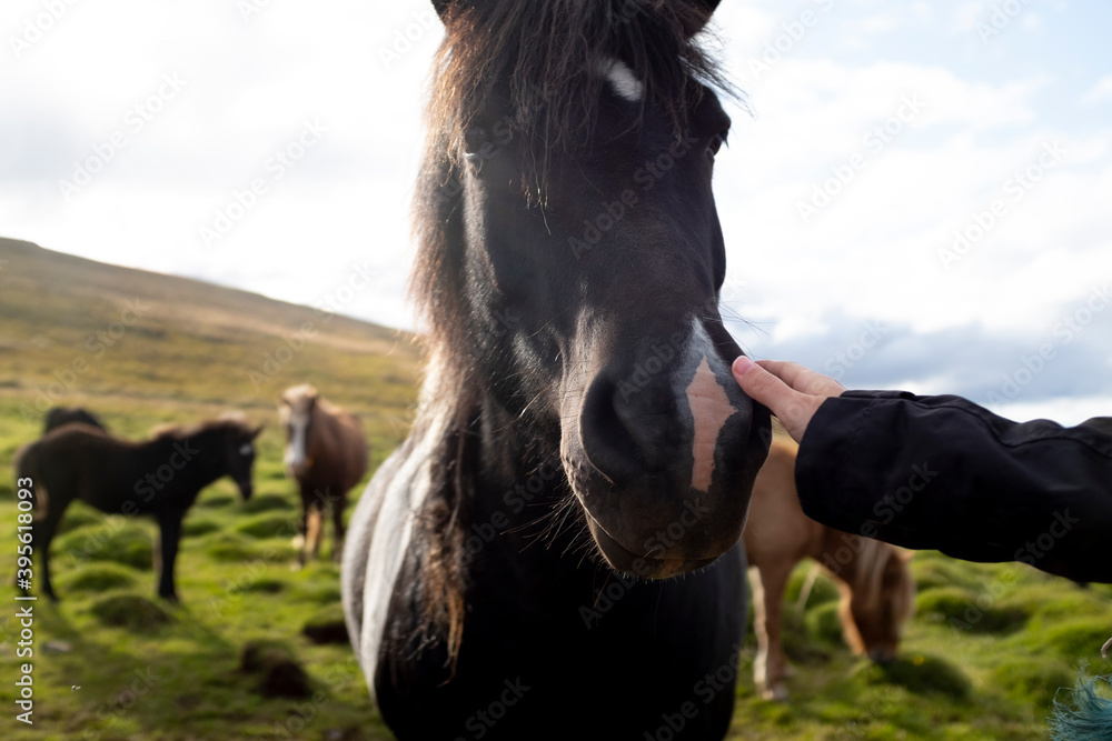 Fototapeta premium Caballo islandes