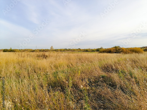 field of wheat