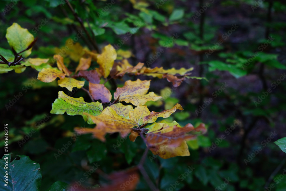 Hojas otoñales en el bosque de Falgos, Francia Hojas otoñales en el bosque de Falgos, Francia