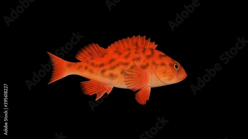 Fish red swims, animation ,transparent background