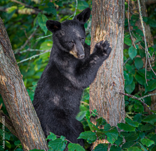 Tela Small black bear cub struggles climbing a tree in the forest